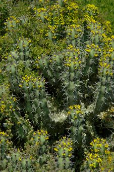 Cactus Plant Covered With Many Little Flowers. Stock Images Cactus Plant Covered With Many Little Flowers. Stock Images
