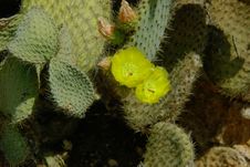 Yellow Flowers On The Cactus Leaf. Stock Images