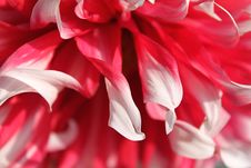 Pink Dahlia Royalty Free Stock Photography Pink Dahlia Royalty Free Stock Photography