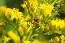 Ambush Bug Royalty Free Stock Photo Ambush Bug Royalty Free Stock Photo