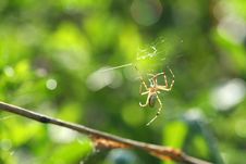 Black & Yellow Garden Spider Royalty Free Stock Photos Black & Yellow Garden Spider Royalty Free Stock Photos