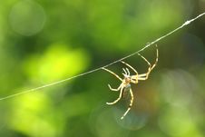 Black & Yellow Garden Spider Male Royalty Free Stock Image Black & Yellow Garden Spider Male Royalty Free Stock Image