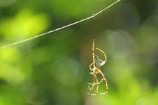 Black & Yellow Garden Spider Male Stock Photography Black & Yellow Garden Spider Male Stock Photography