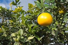 Tangerines On A Tree Royalty Free Stock Images Tangerines On A Tree Royalty Free Stock Images