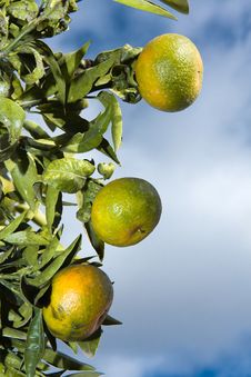 Tangerines On A Tree Royalty Free Stock Image