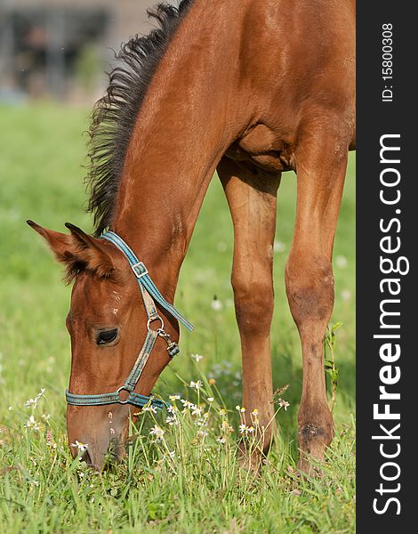 Foal on a pasture. Foal is two months old. Foal on a pasture. Foal is two months old.