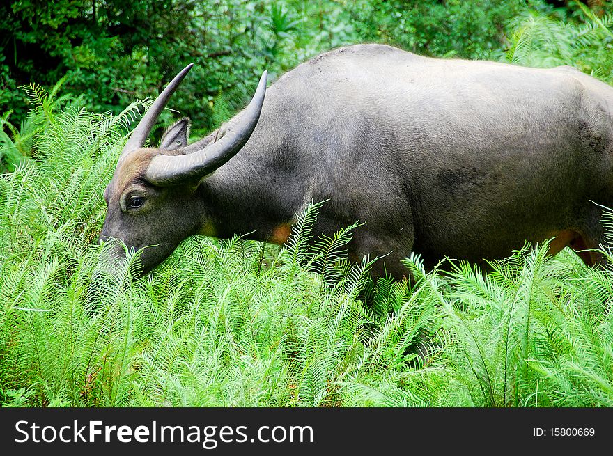 Buffalo Grazing in a Field of Ferns