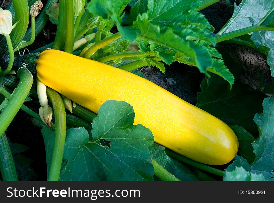 Close up of growing yellow marrow