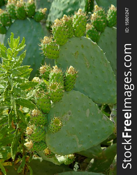 Fleshy Green Cactus Covered Unripe Prickly Fruits.