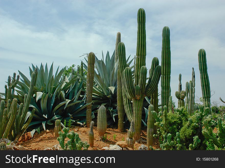 A few kinds of cactuses are growing together.