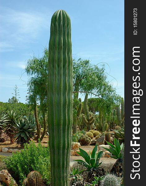 Straight tall thick body cactus.