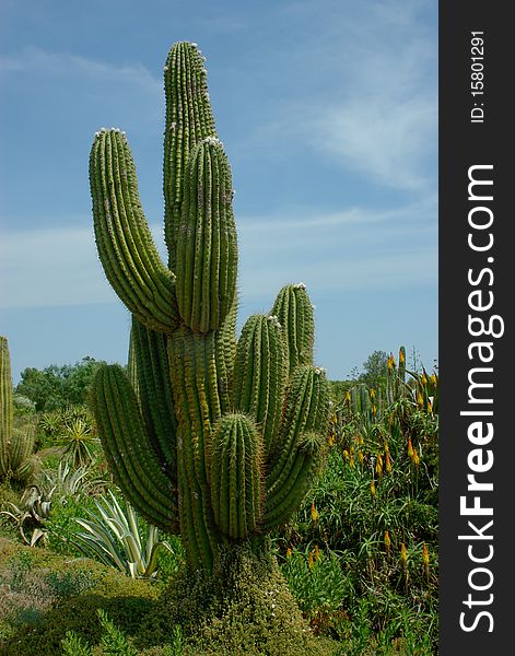 Beautiful cactus with a few thick fleshy stems covered prickles. Beautiful cactus with a few thick fleshy stems covered prickles.