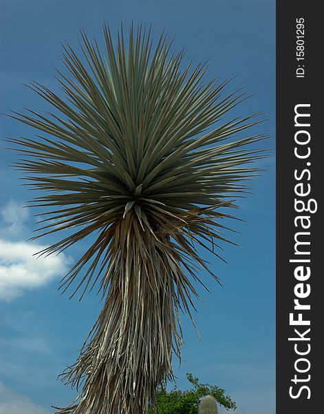 Cactus With Rounded Shape Leaves. Blue Sky.