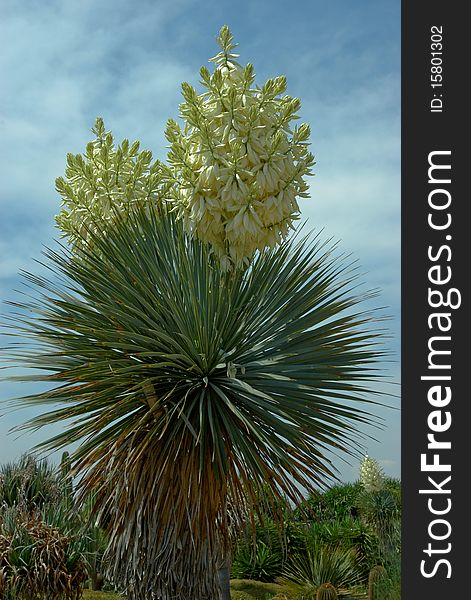 Flowering Cactus. Two Branches With Flowers.