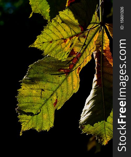 Horse-chestnut (Conker tree) on black background taken in autumn. Horse-chestnut (Conker tree) on black background taken in autumn.