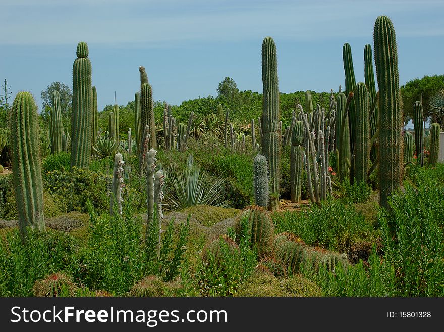 Plenty of cactus plants on the plantation. Trees and bushes around. Plenty of cactus plants on the plantation. Trees and bushes around.