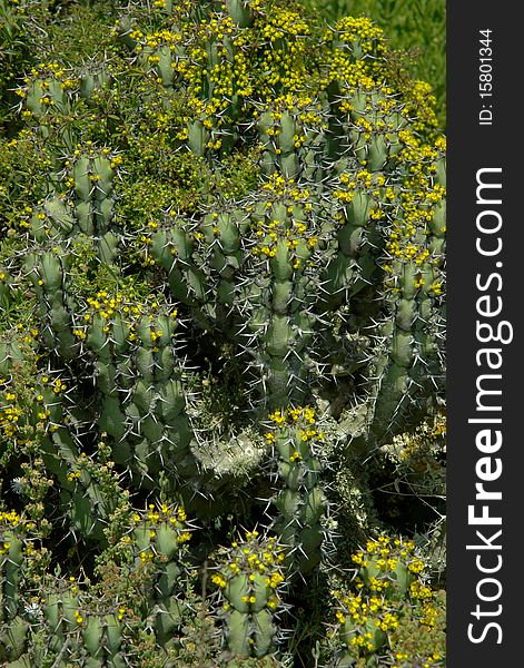 Cactus plant covered with many little yellow flowers. Vertical fragment. Cactus plant covered with many little yellow flowers. Vertical fragment.