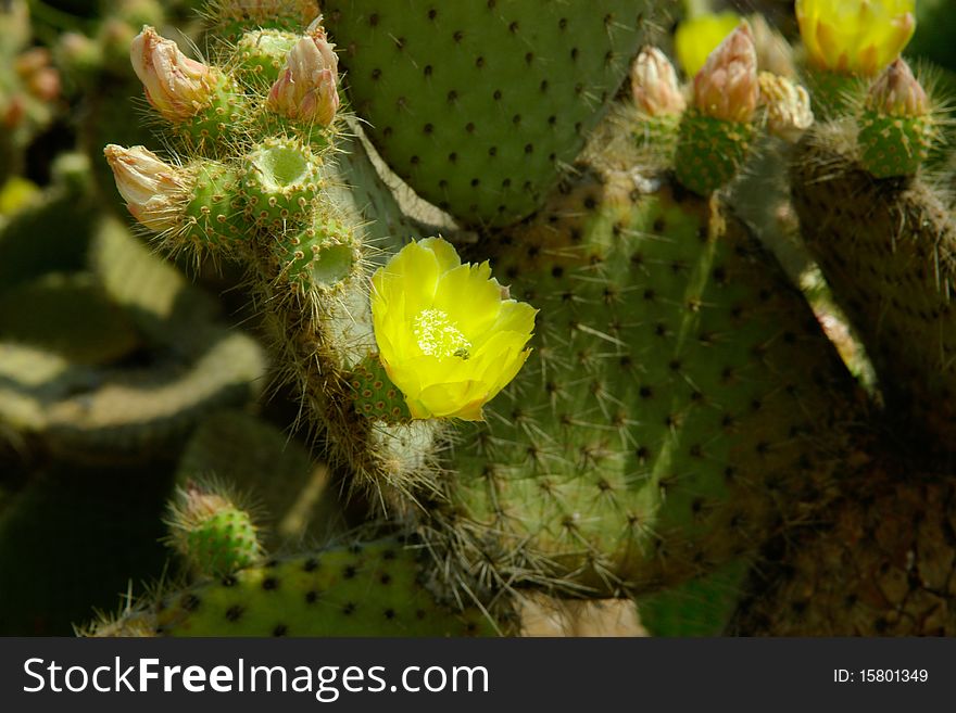 Macro view of yellow flower and buds on cactus leaf. Macro view of yellow flower and buds on cactus leaf.