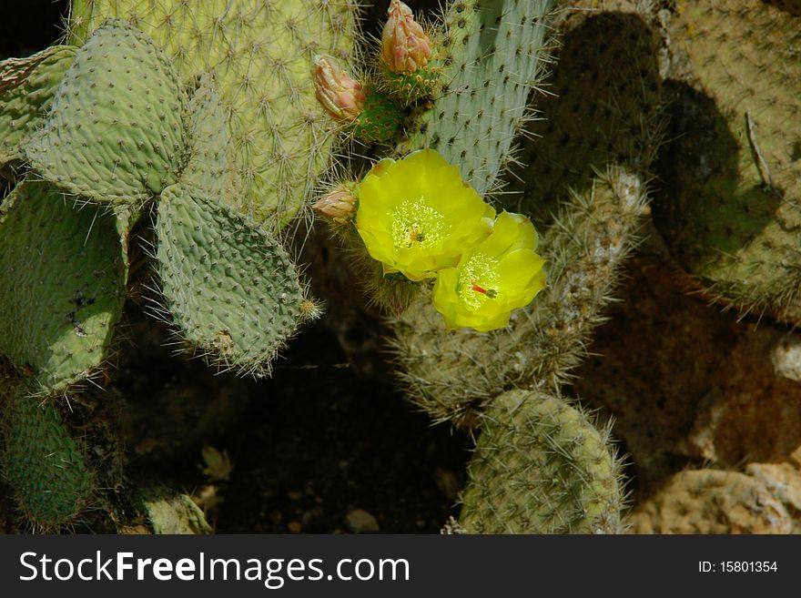 Yellow flowers on the cactus leaf.