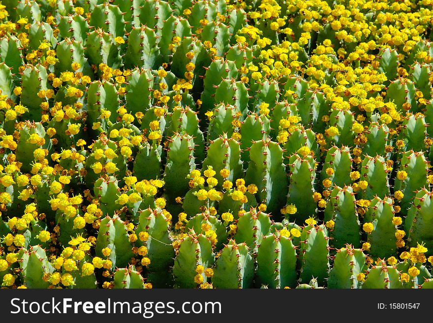 Fragment of flowering cactus field. Background of cactus stems and flowers.