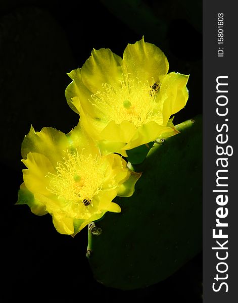 Two cactus flowers with yellow petals are next to each other. There are bees on the flowers. Dark background. Two cactus flowers with yellow petals are next to each other. There are bees on the flowers. Dark background.