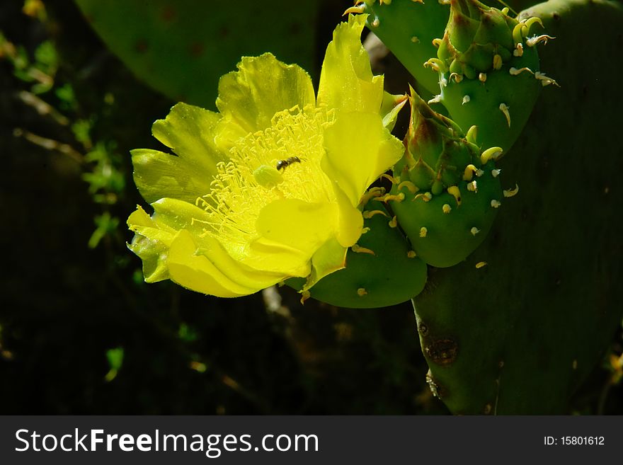Open yellow cactus flower. Bee is in flower.