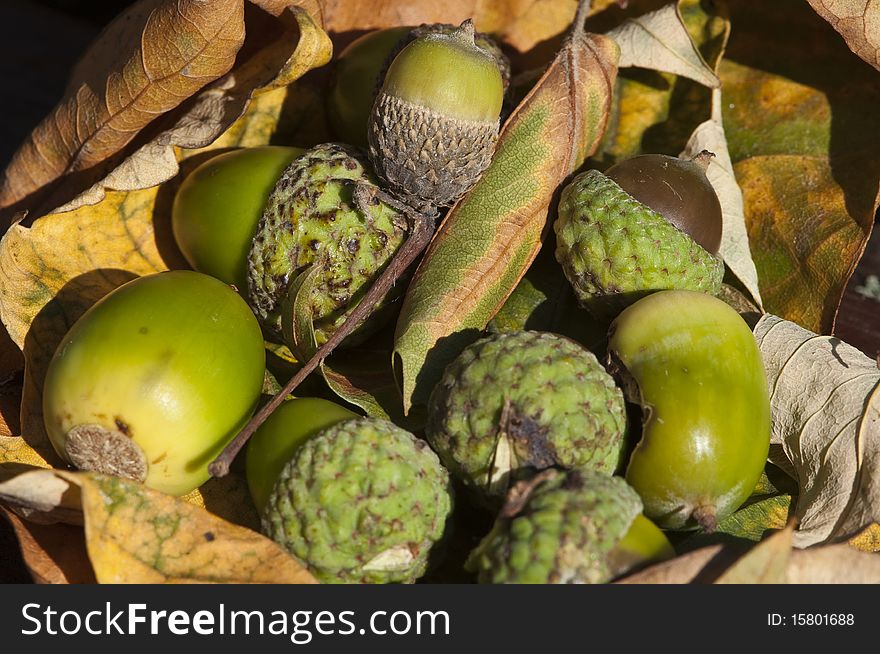 Autumn acorns on newly fallen leaves. Autumn acorns on newly fallen leaves