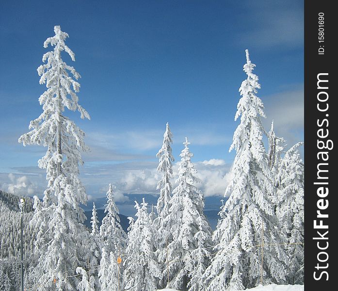 These snow covered trees contrast with both sky above and sea below. These snow covered trees contrast with both sky above and sea below