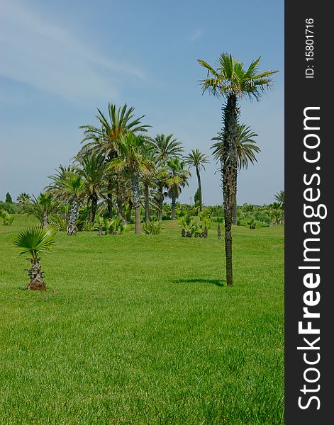 A few palms on the grass-plot. There are one high palm and one low palm  in the foreground.