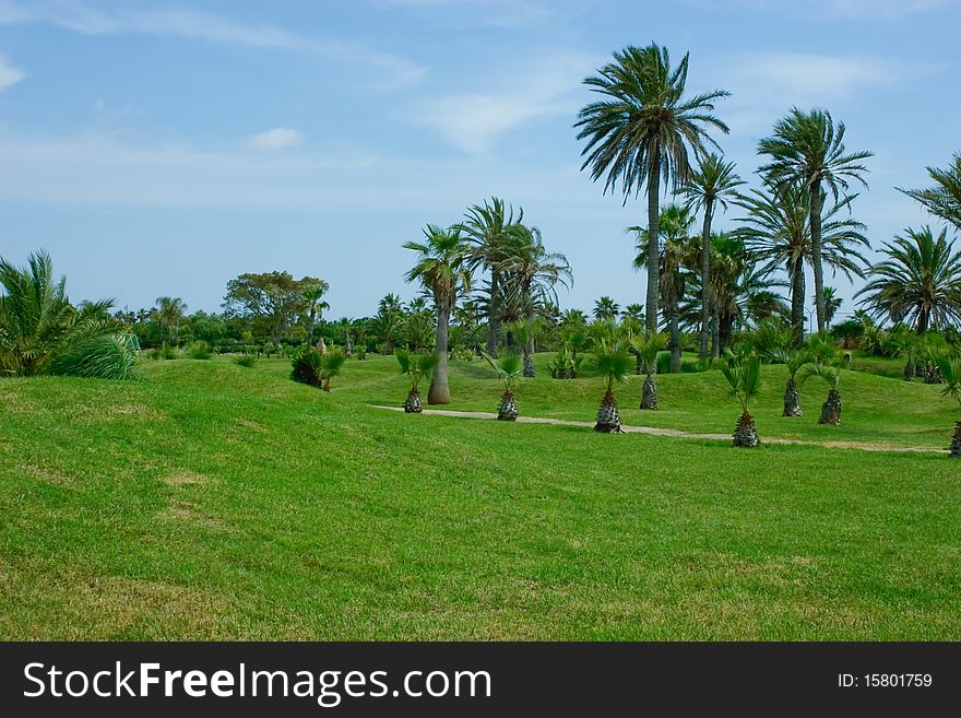 Grassy Plot. Many Big And Small Palm Trees