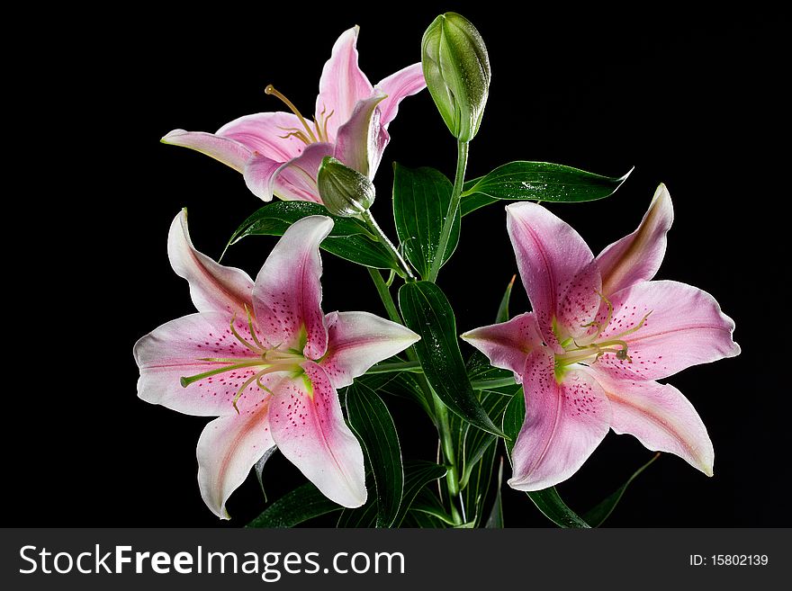 Beautiful lilies on black background