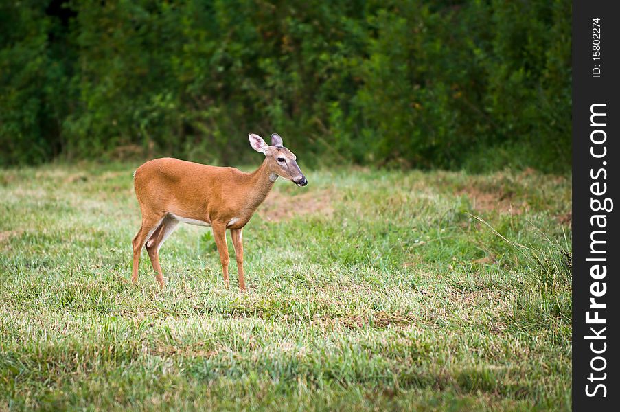 Outdoor Mammal Wildlife White Tail Doe Deer grazing in field of green grass