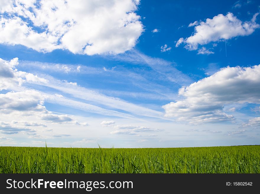 Field of green grass on a background