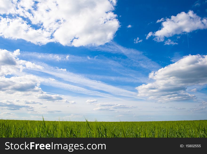 Field Of Green Wheat On A Background