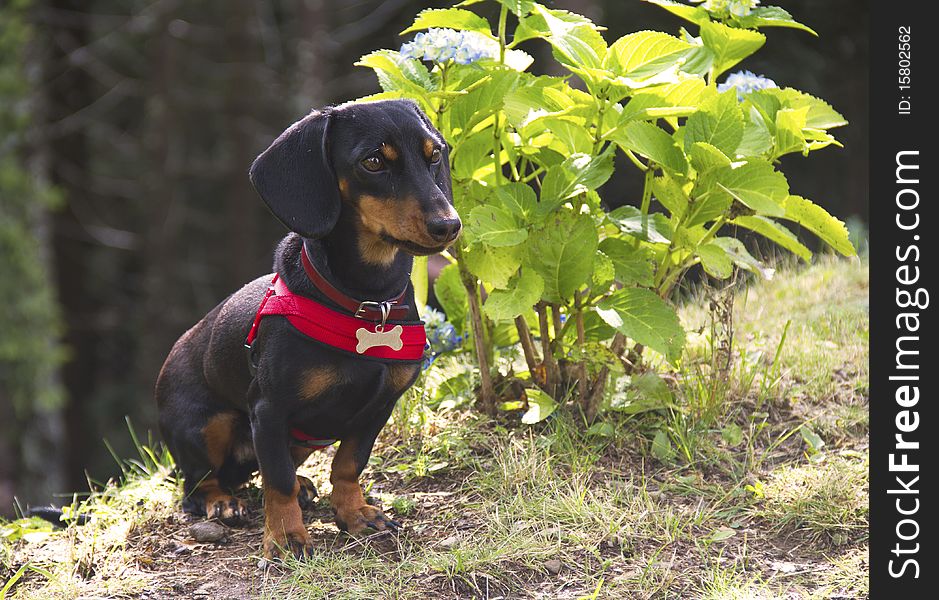 Puppy dog black and brown. Puppy dog black and brown