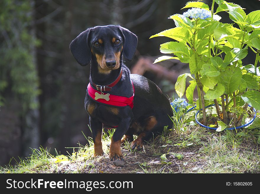 Puppy dog black and brown. Puppy dog black and brown