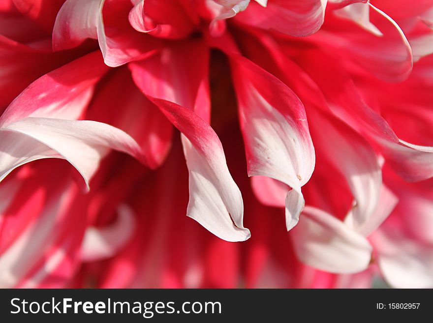 Close-up of An Pink dahlia