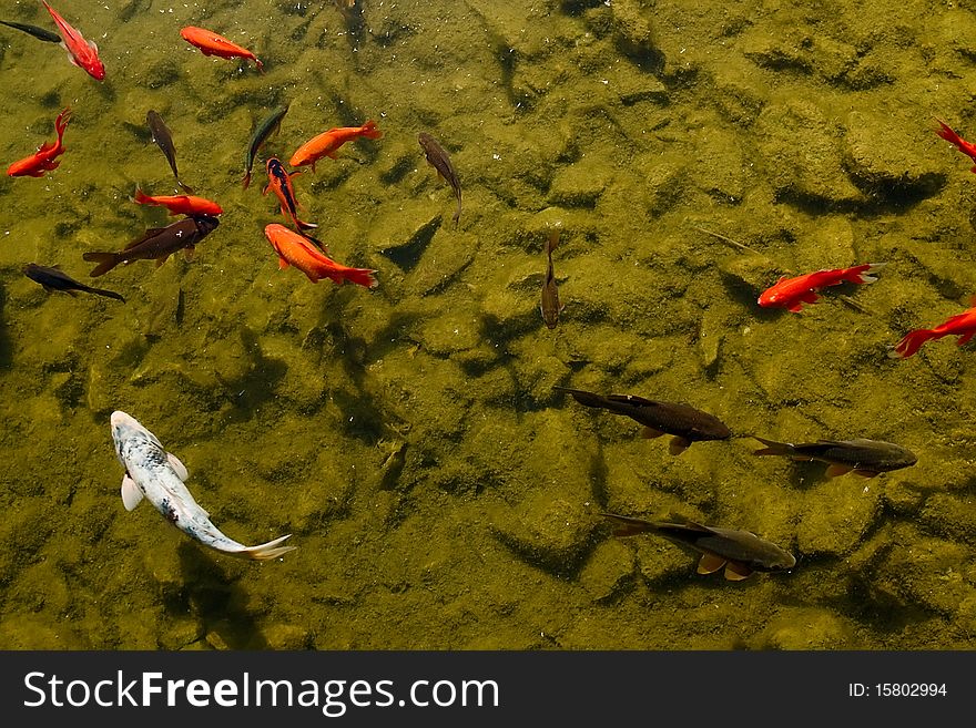 Goldfishes at the bottom of a pond.