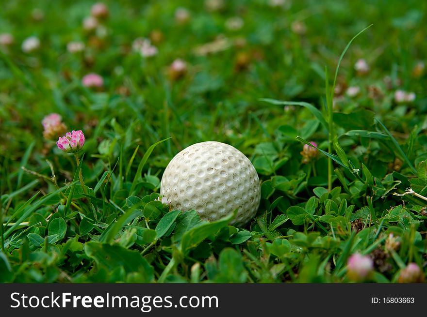 White golf ball lying on a grass