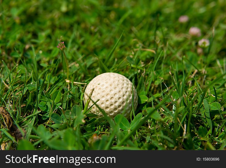 White golf ball lying on a grass