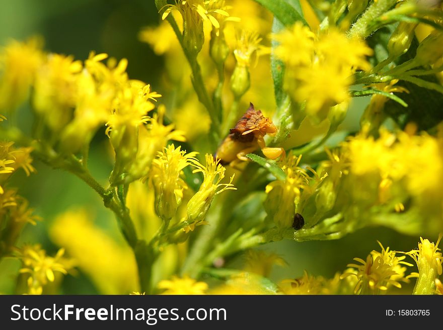 Ambush Bug Phymatinae hiding on goldenrod flower