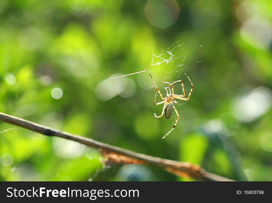 Black & Yellow Garden Spider male making web repairs