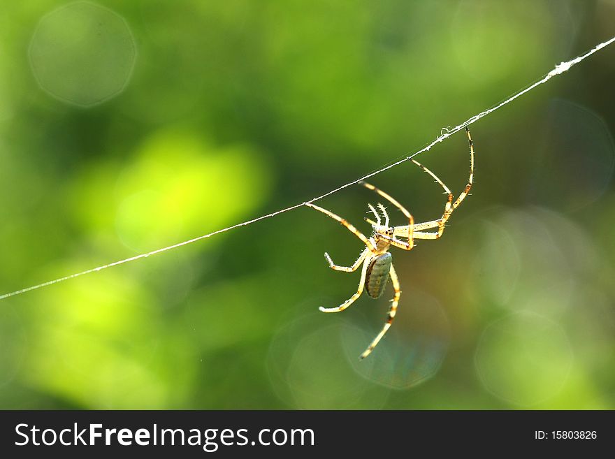Black & Yellow Garden Spider male in web