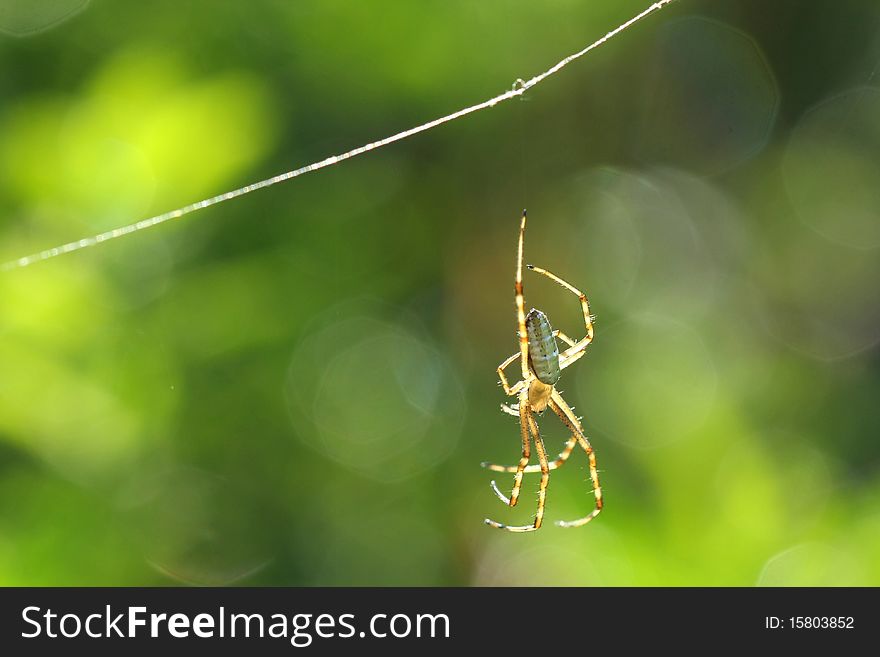 Black & Yellow Garden Spider Male