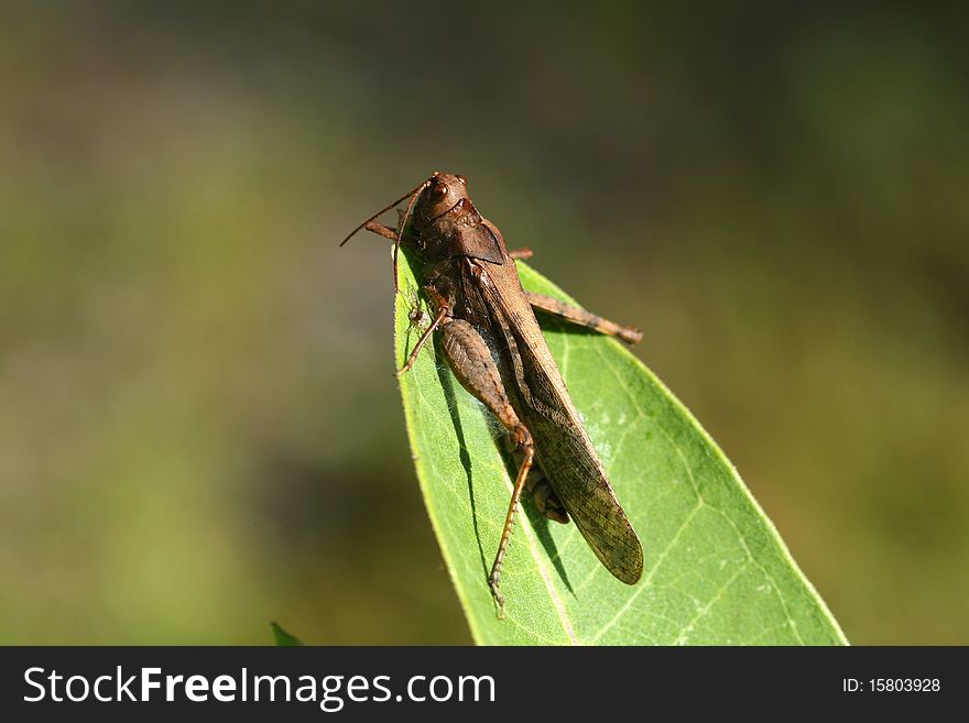 Grasshopper on milkweed leaf in morning sun
