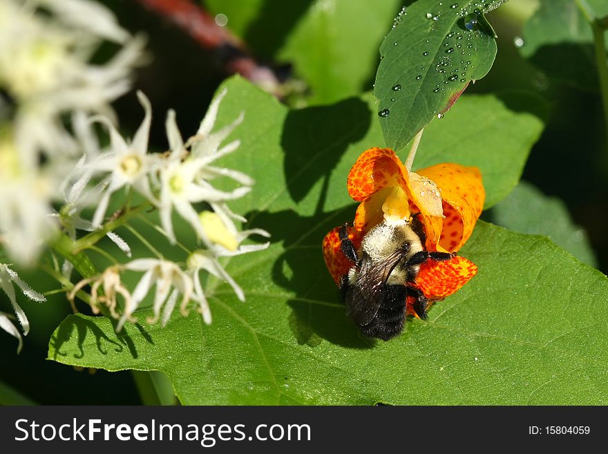 Touch-me-not Orange Jewelweed flower with bee