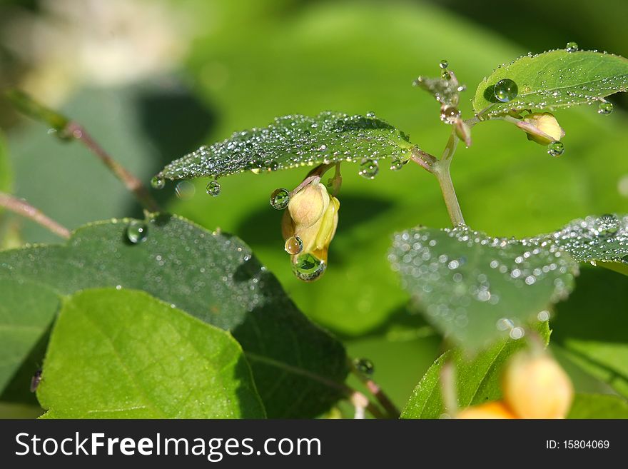 Touch-me-not Orange Jewelweed flower with morning dew