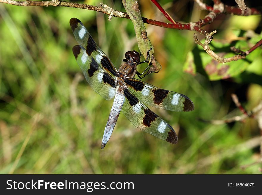 Twelve Spotted Skimmer Dragonfly