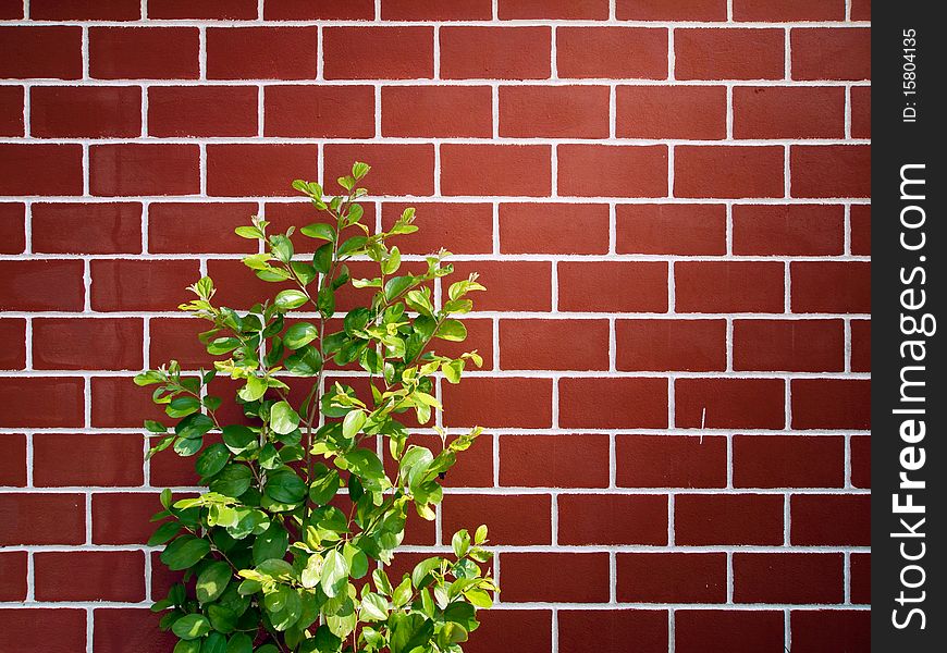 Little green tree and red brick wall