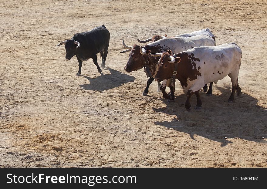 A bull and three cows in the sand of the bullring. A bull and three cows in the sand of the bullring